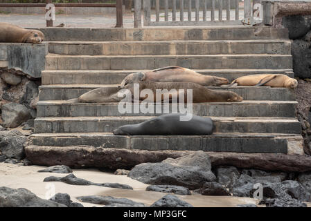 Les lions de mer portant sur les mesures à Puerto Baquerizo Moreno, San Cristobal Island, îles Galapagos, en Équateur. Banque D'Images