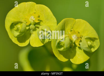 L'euphorbe ésule Euphorbia amygdaloides bois - Gros plan de fleurs Banque D'Images