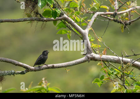 La masse moyenne Finch, Sierra Negra Volcan, l'île Isabela, îles Galapagos, en Équateur. Banque D'Images