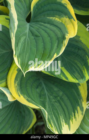 Une vue intime de Hosta panaché vert et jaune feuilles en mai. Jardin Botanique Vandusen, Vancouver, British Columbia, Canada Banque D'Images