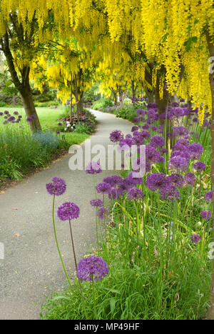 Fleurs Arbre Laburnum jaune s'enroulent sur purple Allium fleurs. Juin, à pied, Laburnum Vandusen Botanical Garden, Vancouver, British Columbia, Canada Banque D'Images