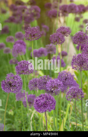 Allium Purple fleurs en juin. Jardin Botanique Vandusen, Vancouver, British Columbia, Canada Banque D'Images