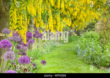 Floraison jaune et pourpre arbres Laburnum allium fleurs, marche, Laburnum Vandusen Botanical Garden, Vancouver, British Columbia, Canada Banque D'Images