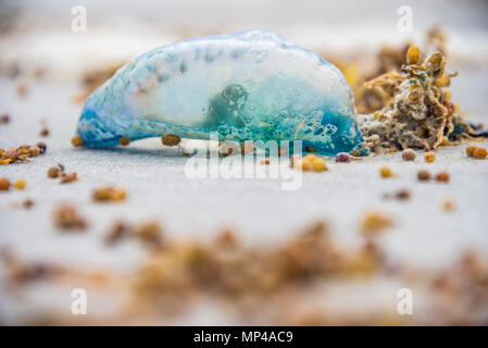 L'homme portugais o'war (Physalis physalis) sur la plage dans le nord-est de la Floride. (ÉTATS-UNIS) Banque D'Images