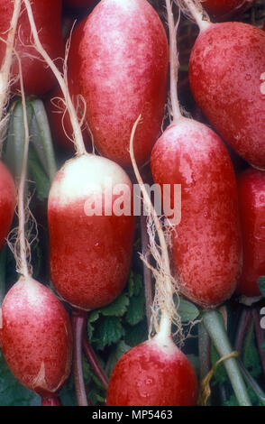 IMAGE D'ATELIER DE RADIS FRAÎCHEMENT RÉCOLTÉS 'PETIT DÉJEUNER FRANÇAIS' (RAPHANUS SATIVUS). AUSTRALIE. Banque D'Images
