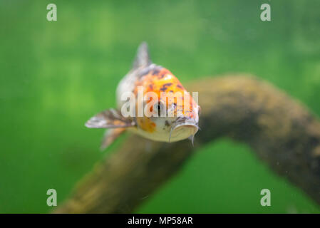 Colourfull aquarium poissons en réservoir d'eau, aquarium Banque D'Images