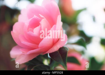 Magnifiques fleurs roses de Camellia japonica Perfection Rose plante fleur de printemps au soleil rougeoyant closeup Banque D'Images
