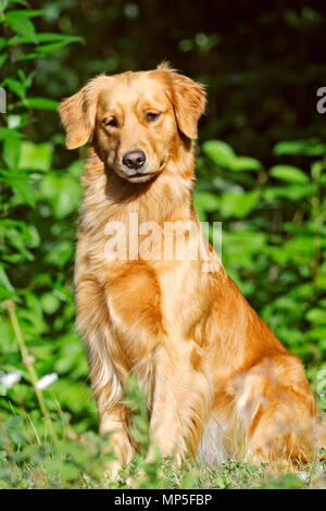 Golden Retriever assis dans l'herbe par buissons verts, concentré Banque D'Images