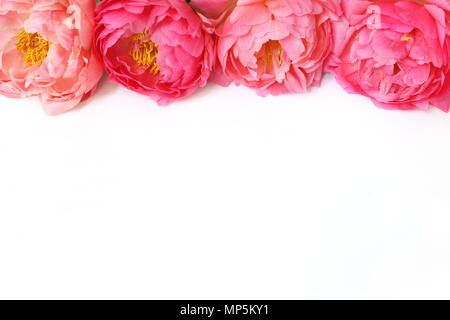 Stock photo style. Composition floral frame féminin. Bannière web décoratif fait de belles pivoines rose. Arrière-plan blanc. L'espace vide. Mise à plat, vue du dessus. Photo pour blog. Banque D'Images