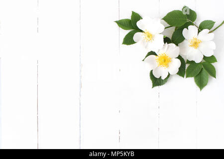 Stock photo style. Tableau floral féminin composition avec wild rose fleurs sur fond de bois blanc. L'espace vide. Vue d'en haut. Photo pour blog. Banque D'Images