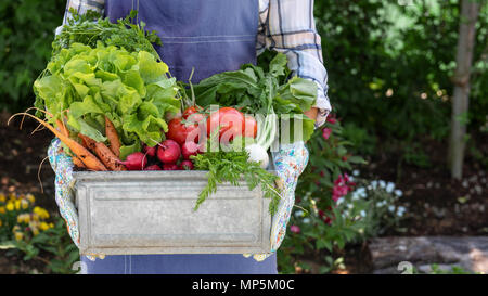 Méconnaissable female farmer holding caisse pleine de légumes fraîchement récoltés dans son jardin. Homegrown bio produit concept. La vie durable. Banque D'Images