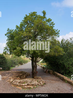 Le mont Thabor chêne arbre situé sur le sentier de Banyas tombe sur le plateau du Golan Banque D'Images