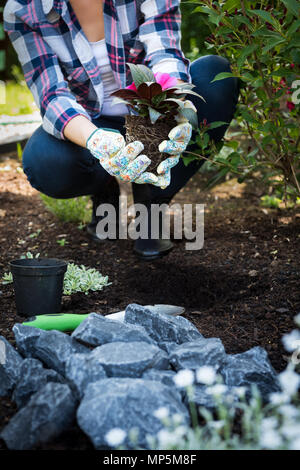 Méconnaissable jardinier femelle holding belle fleur prêts à être plantés dans un jardin. Concept de jardinage. Aménagement paysager jardin petit démarrage d'entreprise. Banque D'Images