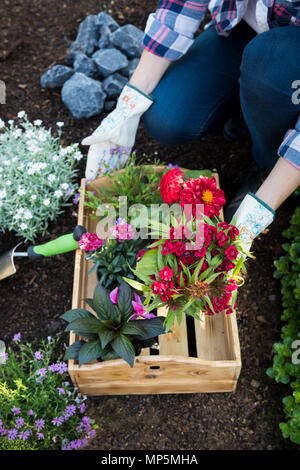 Méconnaissable jardinier femelle holding caisse pleine de belles fleurs prêts à être plantés. Concept de jardinage. Entreprise d'aménagement de jardin le démarrage. Banque D'Images