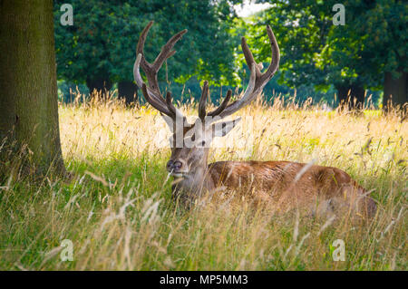 Deer à Wollotan Hall, Nottingham. Banque D'Images