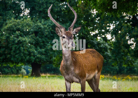 Deer à Wollotan Hall, Nottingham. Banque D'Images