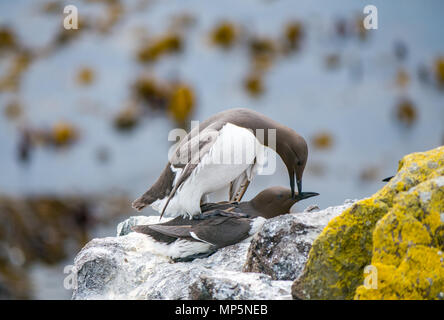 Une paire d'accouplement d'oiseaux de guillemot, Uria aalge, sur une barre rocheuse, à l'île de mai, Firth of Forth. L'Écosse, Royaume-Uni Banque D'Images