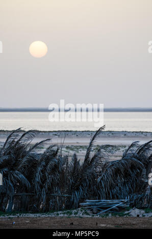 Coucher du soleil sur l'océan Atlantique gris foncé et la feuille de palmier en couverture Parc National du Banc d'Arguin, Mauritanie, Afrique Banque D'Images