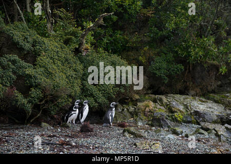 Les manchots de Magellan sur le bord de la forêt, à une île éloignée de Francisco Coloane Réserve Marine, au sud du Chili. Banque D'Images