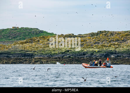 Bateau gonflable rigide avec les plongeurs près de Rocky shore de l'île de mai, le Scottish Natural Heritage réserve naturelle d'oiseaux marins, Ecosse, UK avec le vol macareux Banque D'Images