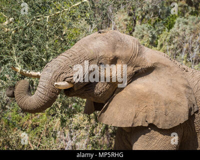 Portrait de l'homme éléphant du désert se nourrissant d'arbre dans la rivière Hoarusib bed, Namibie, Afrique du Sud Banque D'Images