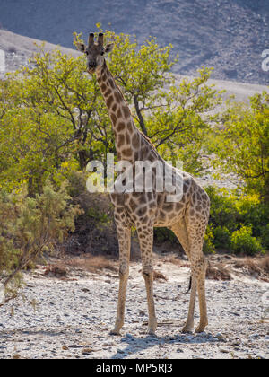 Grande girafe debout dans rocky lit de rivière à sec avec des arbres verts, Damaraland, Namibie, Afrique du Sud Banque D'Images