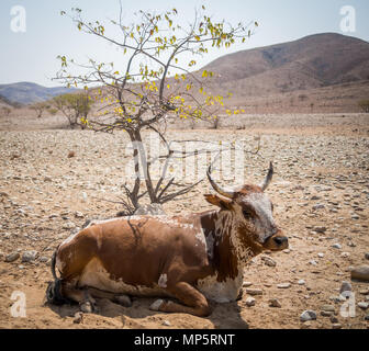 Seule vache brun et blanc avec de grandes cornes portant sous arbre dans rocky Damaraland, Namibie, Afrique du Sud Banque D'Images