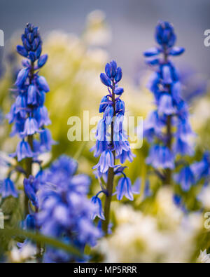 Wild Bluebells, Ayrshire, Royaume-Uni Banque D'Images