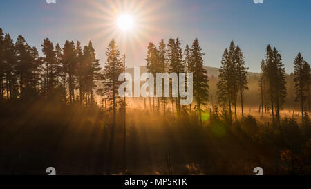 Lever du soleil au-dessus d'une forêt de pins dans le Parc National de Cairngorms, en Écosse, Royaume-Uni Banque D'Images