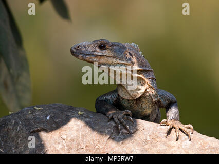 Lézard iguane sur un rocher Banque D'Images