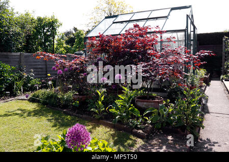 ACER PALMATUM ATROPURPUREUM. L'ÉRABLE JAPONAIS Banque D'Images