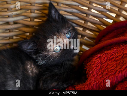 Repéré gris kitty dans un panier en osier avec de brillants yeux bleus. Banque D'Images