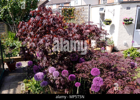 ACER PALMATUM ATROPURPUREUM. L'ÉRABLE JAPONAIS Banque D'Images