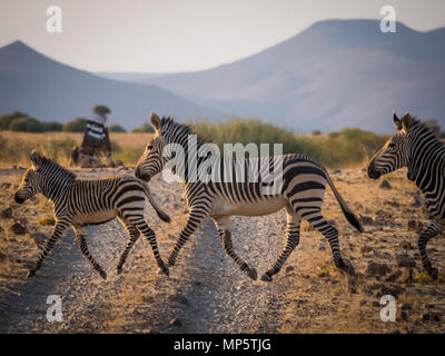 Famille de trois zèbres croisement route de terre dans la région de Palmwag concession au cours de l'après-midi, la Namibie, l'Afrique du Sud Banque D'Images