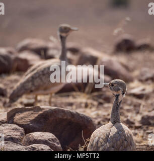 Close-up portrait de deux Rueppell's Bustard ou Heterotetrax rueppelii oiseau, Palmwag Concession, Namibie, Afrique Banque D'Images