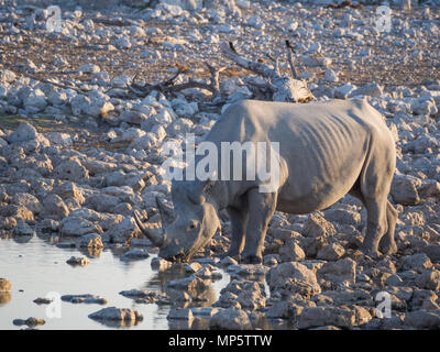 Portrait de grand rhinocéros noir en voie de disparition à partir de l'eau potable trou dans le parc national d'Etosha, Namibie, Afrique Banque D'Images