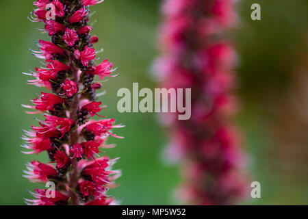 Vipérine commune Echium russicum (Russe) dans le champ de fleurs Banque D'Images