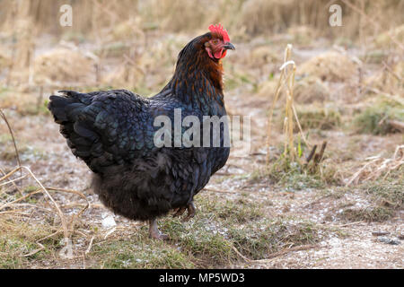 Une gamme de noir poule dans Monmouthshire, Wales. Banque D'Images