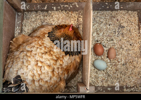 Sussex poule buff et choix des œufs. Banque D'Images