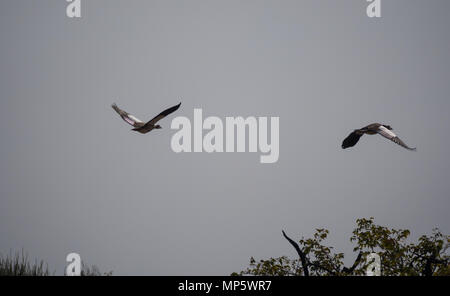 Deux oies égyptiennes volant au-dessus des arbres, Palmwag Concession, Namibie, Afrique du Sud Banque D'Images