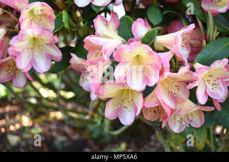 Rhododendron Banque D'Images