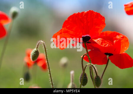 Fleurs de pavot rouge vif sur le terrain de l'été, photo en gros plan avec soft focus sélectif Banque D'Images