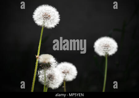 Fleurs de pissenlit de peluches, macro photo sur fond sombre Banque D'Images