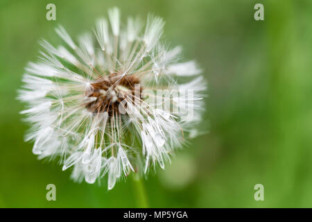 Pissenlit fleur humide de peluches, macro photo avec selective focus Banque D'Images