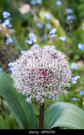 Carataviense Allium fleurs dans le jardin. Kara Tau l'ail. Banque D'Images