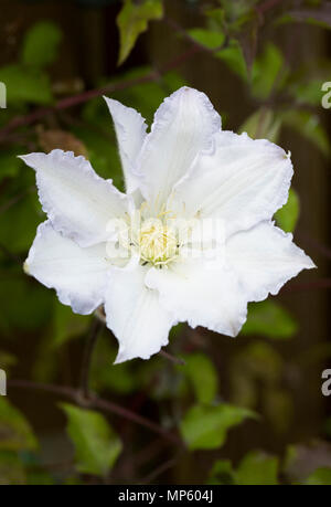 Clematis 'lames Gillian' fleur. Banque D'Images