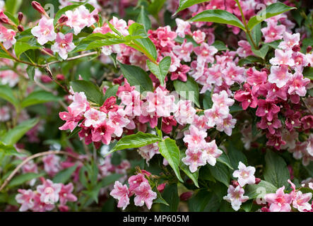 Weigela florida en fleurs en mai. Banque D'Images