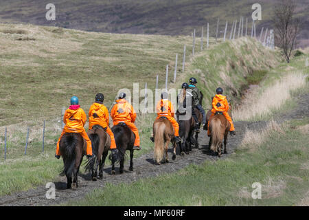 Équitation dans Selfoss, Islande. Le cheval islandais est une race de cheval développée en Islande. Bien que les chevaux soient de petite taille, parfois de taille poney, la plupart des registres pour l'islandais se réfèrent à lui comme un cheval. Les chevaux islandais sont endurcis et endurcis. Dans leur pays natal, ils ont peu de maladies; les chevaux islandais sont l'une des races de chevaux les plus colorées au monde. Banque D'Images