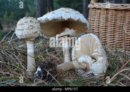 Petit groupe de trois champignons Parasol ou Macrolepiota procera champignons dans un pré au bord de la forêt de pins avec panier en osier en arrière-plan Banque D'Images