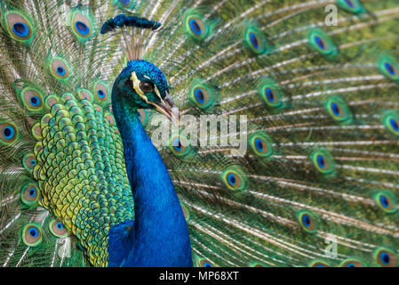 Paon bleu indien aux couleurs du plumage irisé dans tout l'affichage à Ponce de Leon's Fontaine de Jouvence Parc archéologique à Saint Augustine, en Floride. Banque D'Images